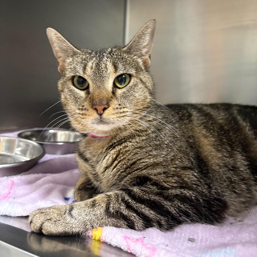 Enlarge Raja, a Adoptable Domestic Short Hair in Auburn, AL image 4/6