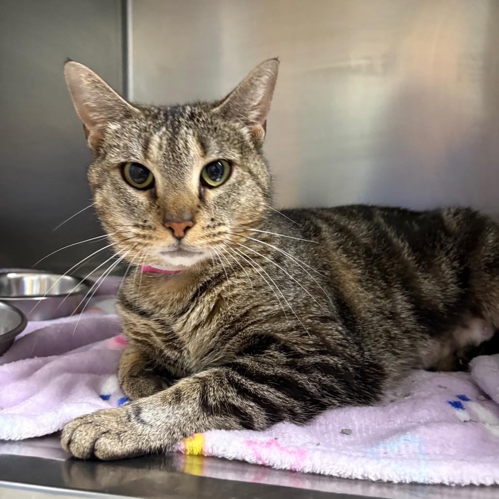Enlarge Raja, a Adoptable Domestic Short Hair in Auburn, AL image 6/6