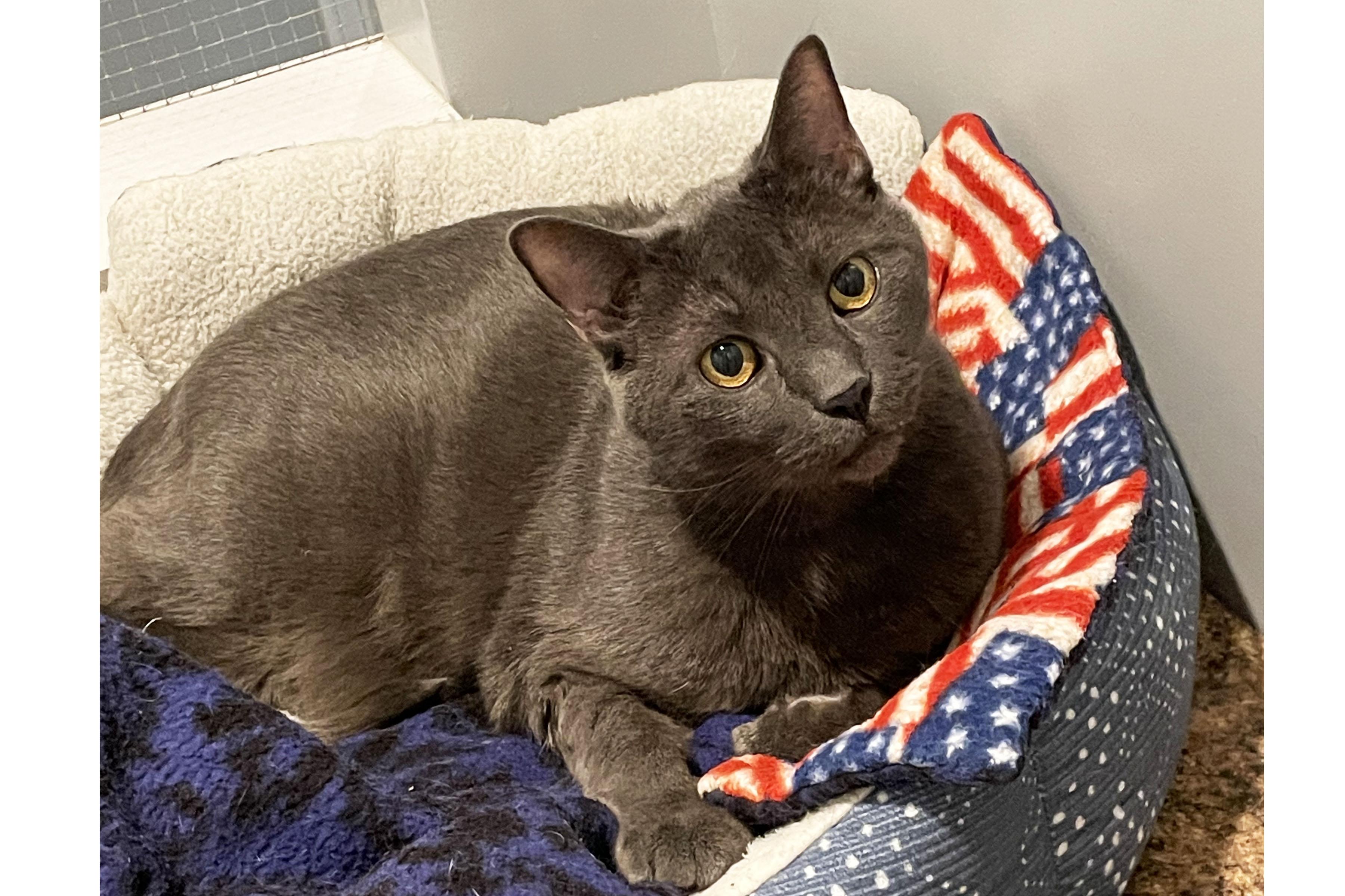 Enlarge Finn, a ADOPTABLE Domestic Short Hair in Lincoln, NE image 1/1