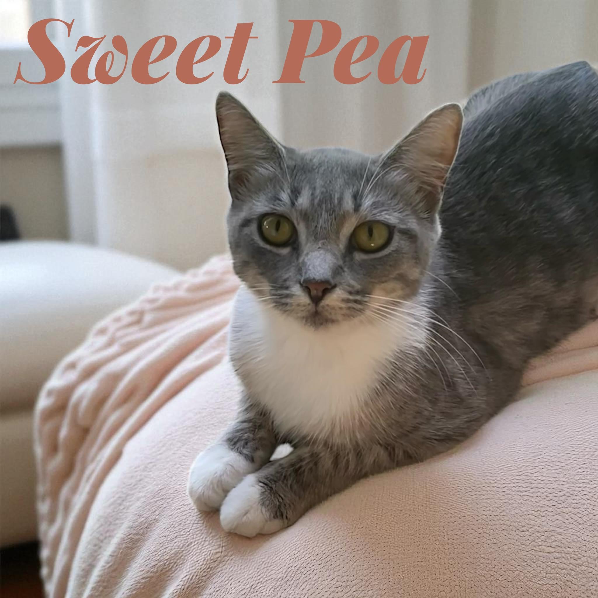 Sweet Pea - SC