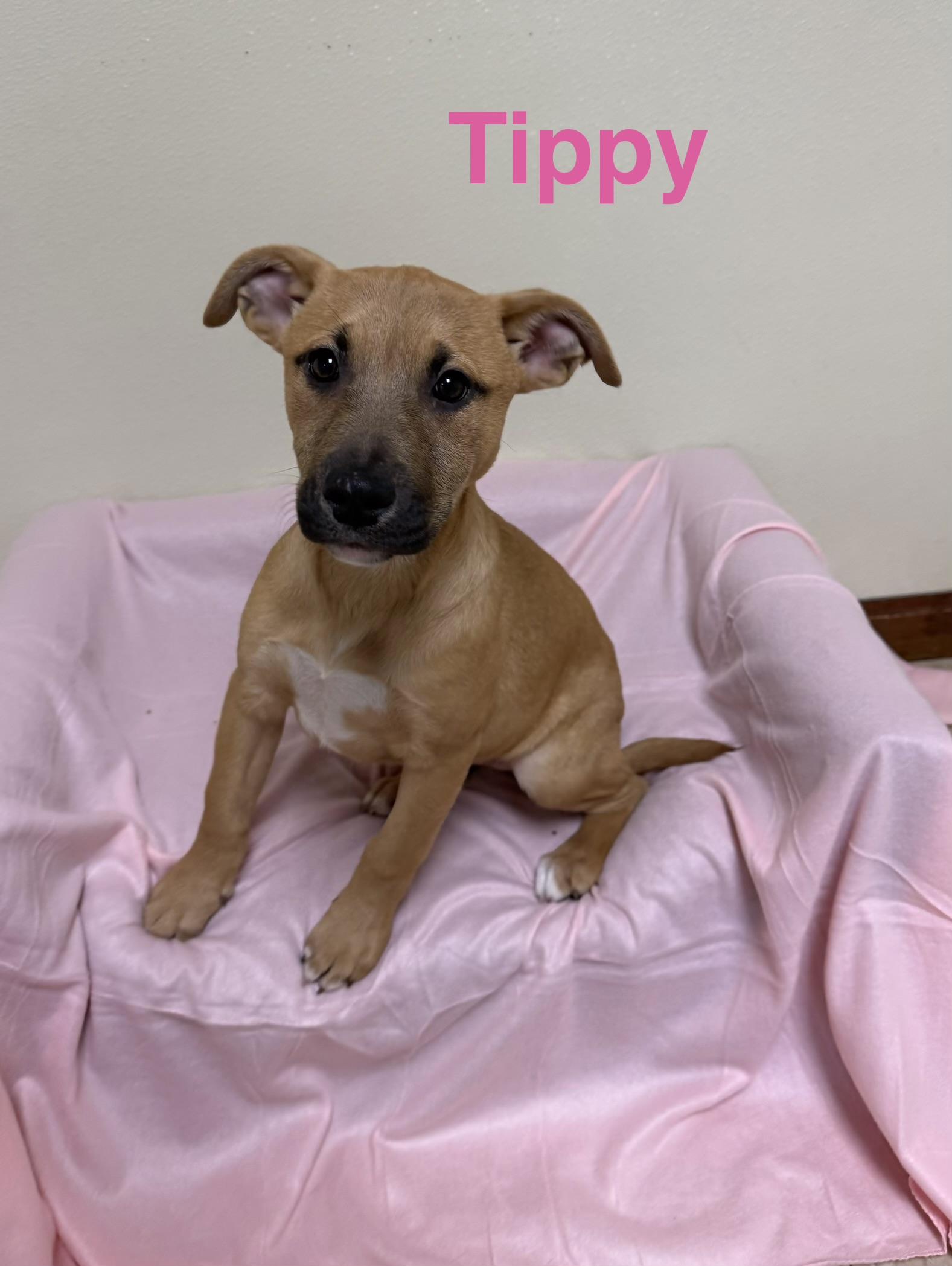 Tippy, adopted, Puppy Female Mixed Breed.