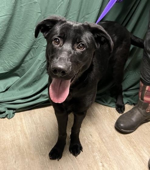 Luna Lovegood-Not Accepting Applications Yet!!!, ADOPTABLE, Young Female Black Labrador Retriever.
