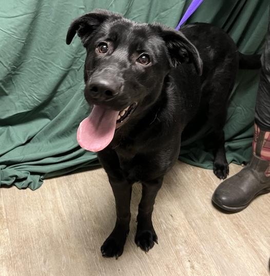 Enlarge Luna Lovegood-Not Accepting Applications Yet!!!, a ADOPTABLE mixed breed in Medina, OH image 2/6