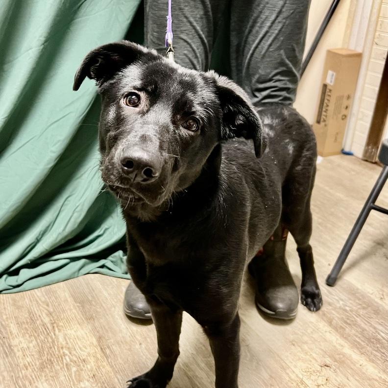 Enlarge Luna Lovegood-Not Accepting Applications Yet!!!, a ADOPTABLE mixed breed in Medina, OH image 4/6