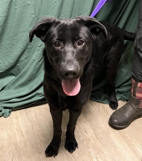 Enlarge Luna Lovegood-Not Accepting Applications Yet!!!, a ADOPTABLE mixed breed in Medina, OH image 5/6