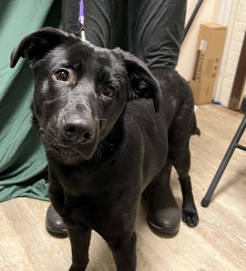 Enlarge Luna Lovegood-Not Accepting Applications Yet!!!, a ADOPTABLE mixed breed in Medina, OH image 6/6