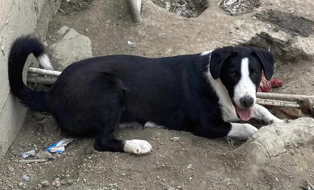 Enlarge Pike : Chomper, a Adoptable mixed breed in Aurora, IN image 1/6