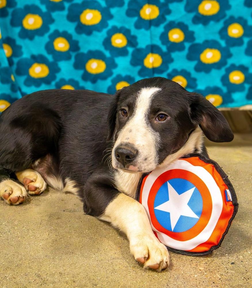 Enlarge Pike : Chomper, a Adoptable mixed breed in Aurora, IN image 1/5