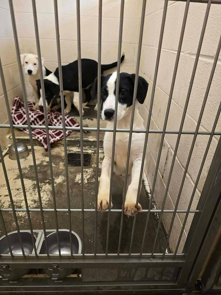 Enlarge Pike : Chomper, a Adoptable mixed breed in Aurora, IN image 2/5