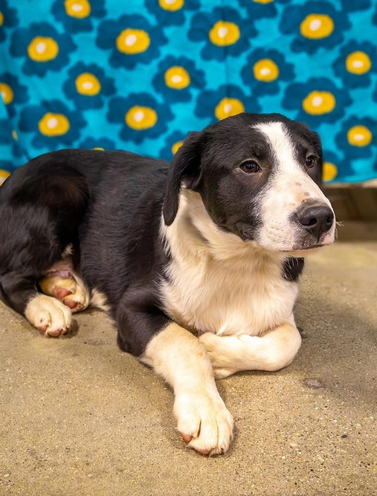 Enlarge Pike : Chomper, a Adoptable mixed breed in Aurora, IN image 3/5