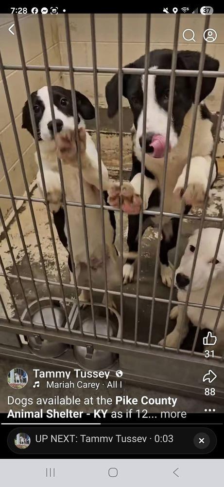 Enlarge Pike : Chomper, a Adoptable mixed breed in Aurora, IN image 4/5