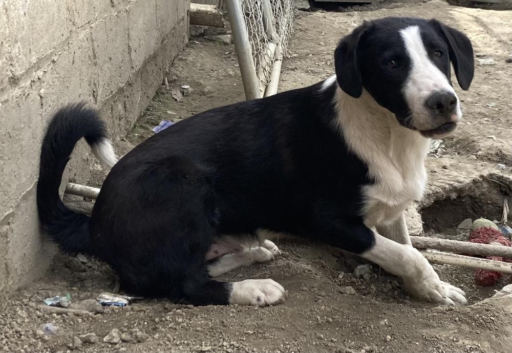 Enlarge Pike : Chomper, a Adoptable mixed breed in Aurora, IN image 5/6