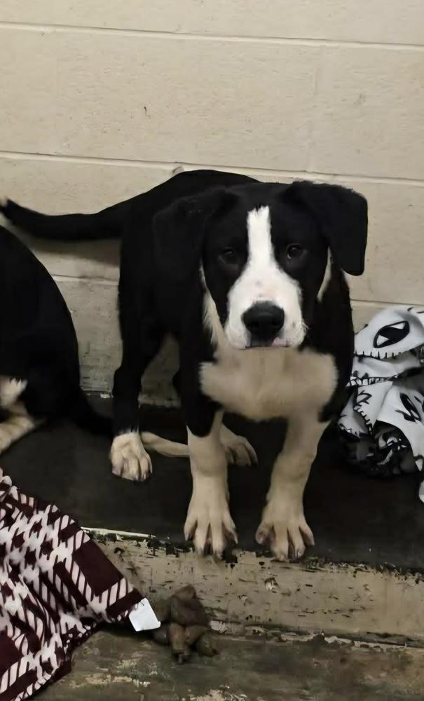 Enlarge Pike : Chomper, a Adoptable mixed breed in Aurora, IN image 5/5