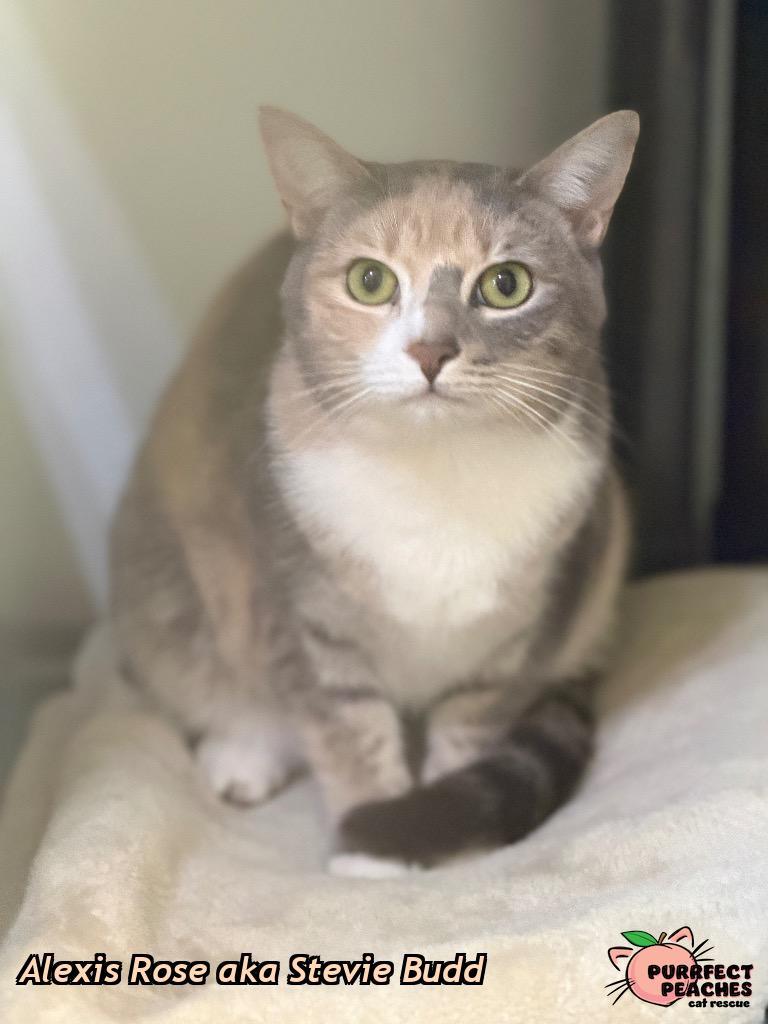 Alexis Rose aka Stevie Budd, Adoptable, Young Female Domestic Short Hair.