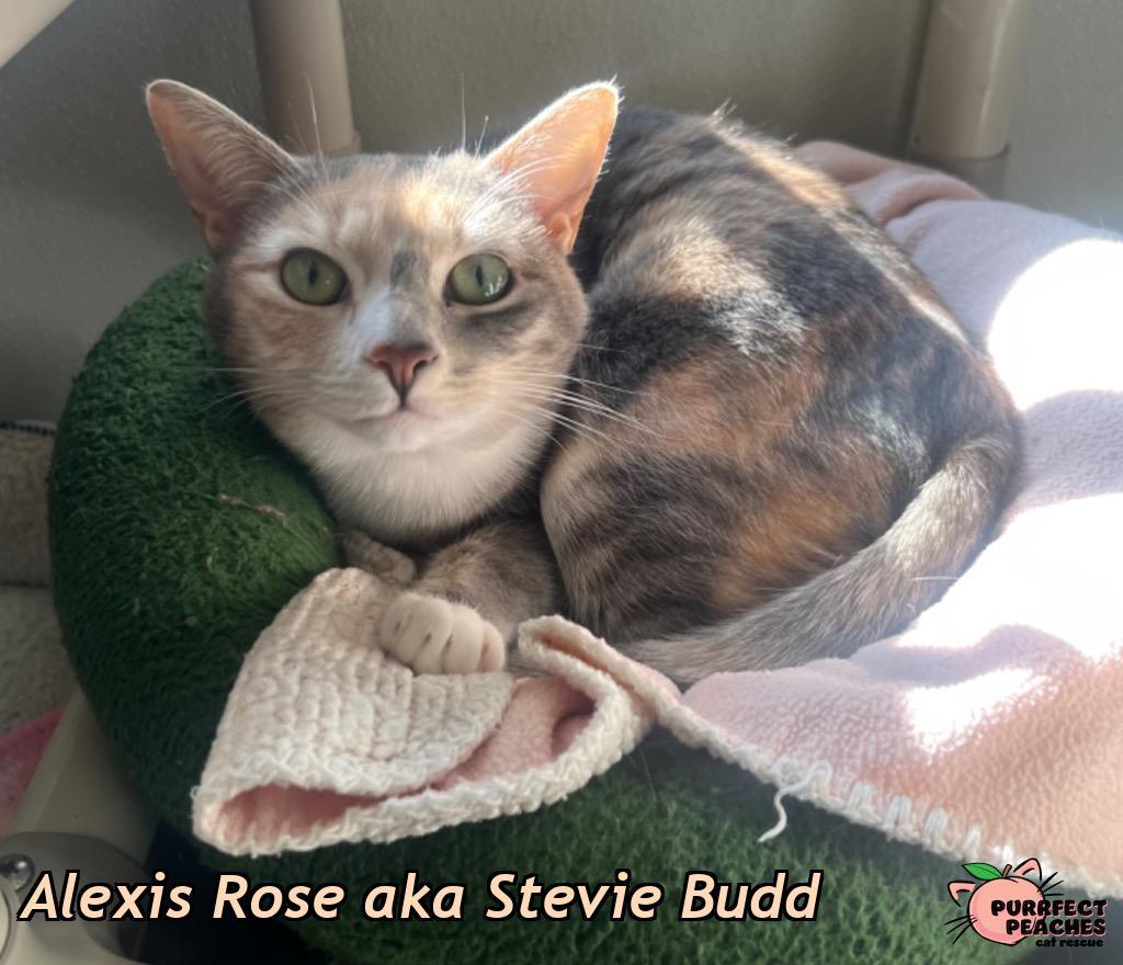 Alexis Rose aka Stevie Budd, a Adoptable mixed breed in Douglasville, GA image 2/5