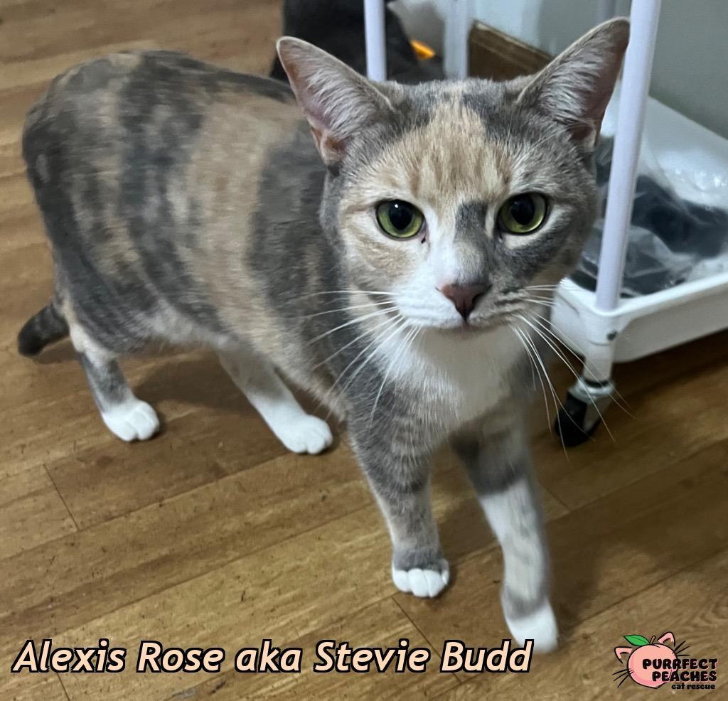 Alexis Rose aka Stevie Budd, a Adoptable mixed breed in Douglasville, GA image 4/5