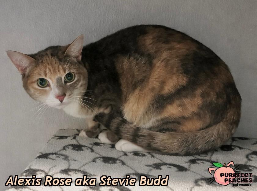 Alexis Rose aka Stevie Budd, a Adoptable mixed breed in Douglasville, GA image 5/5