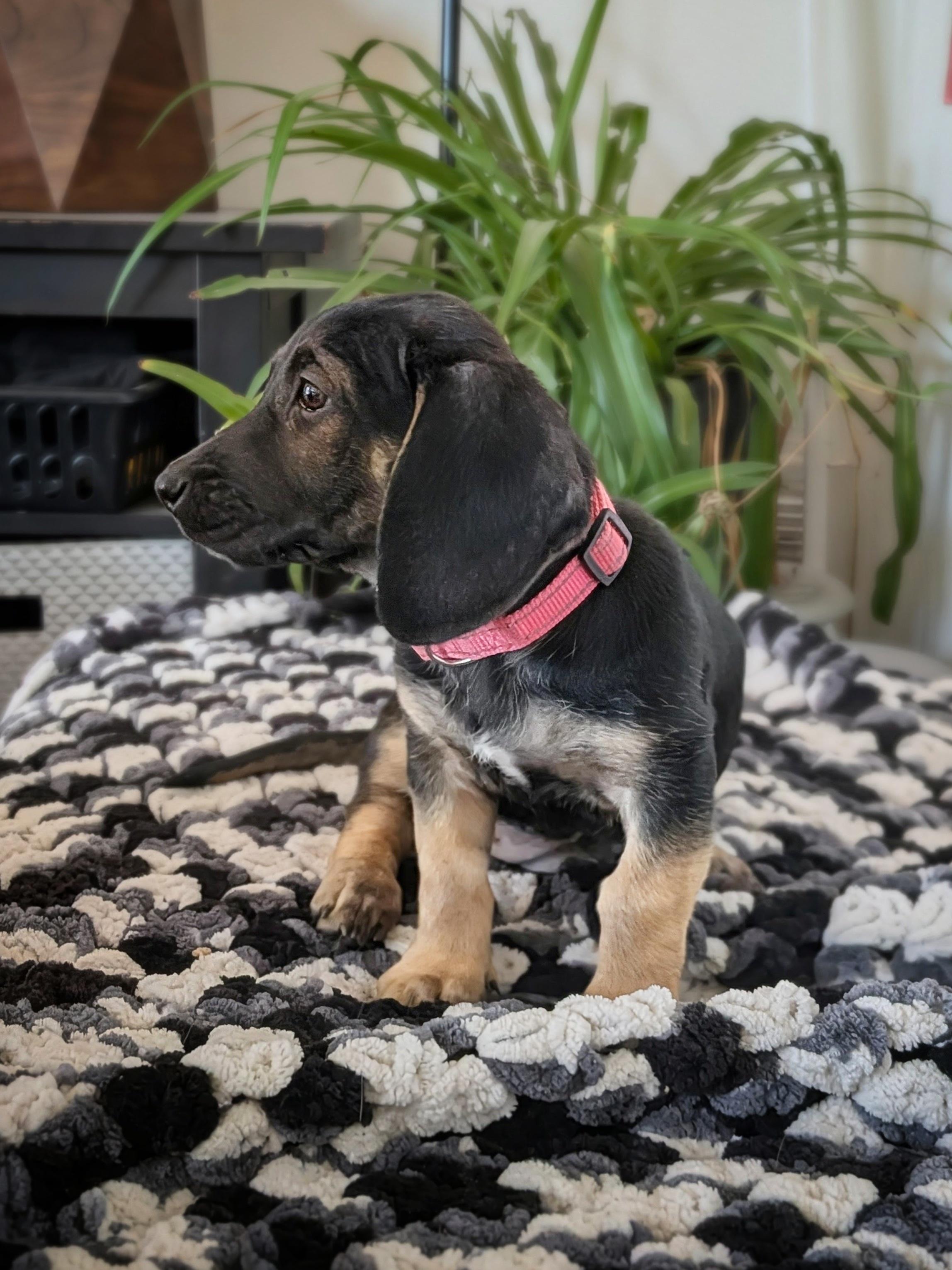 Enlarge Vienna, a Adopted mixed breed in TULSA, OK image 1/6