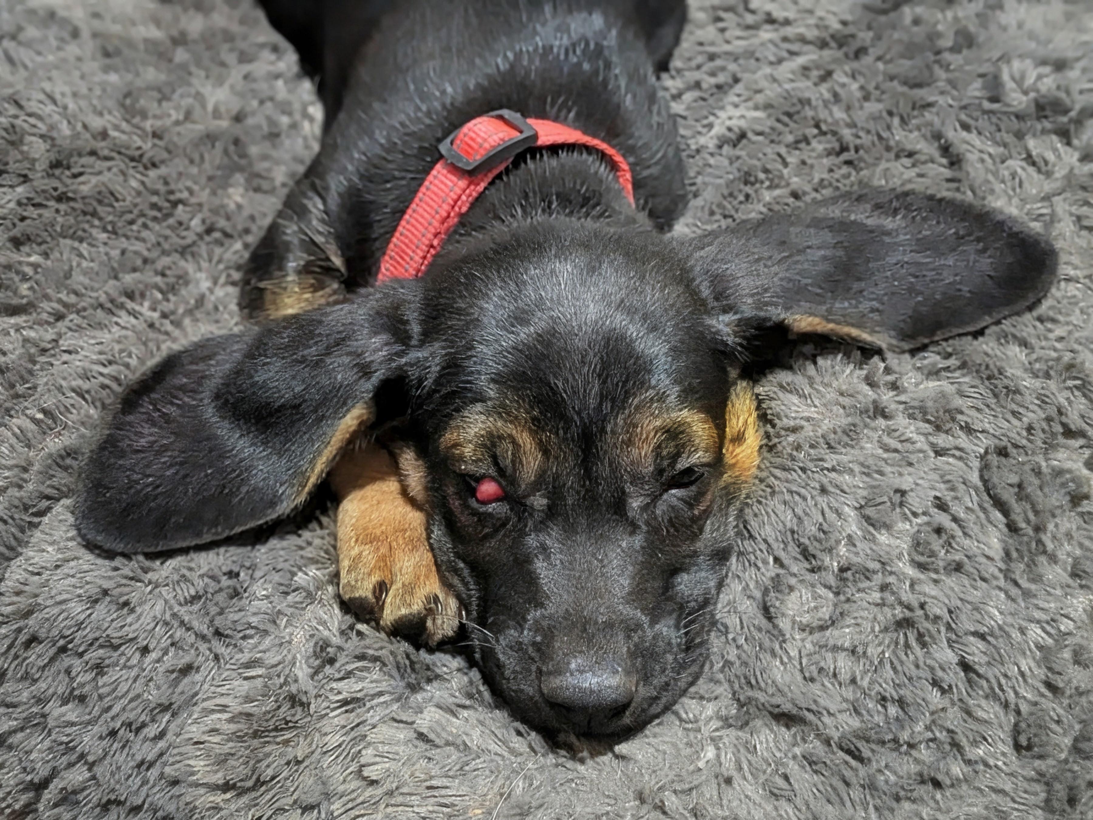 Enlarge Vienna, a Adopted mixed breed in TULSA, OK image 3/6