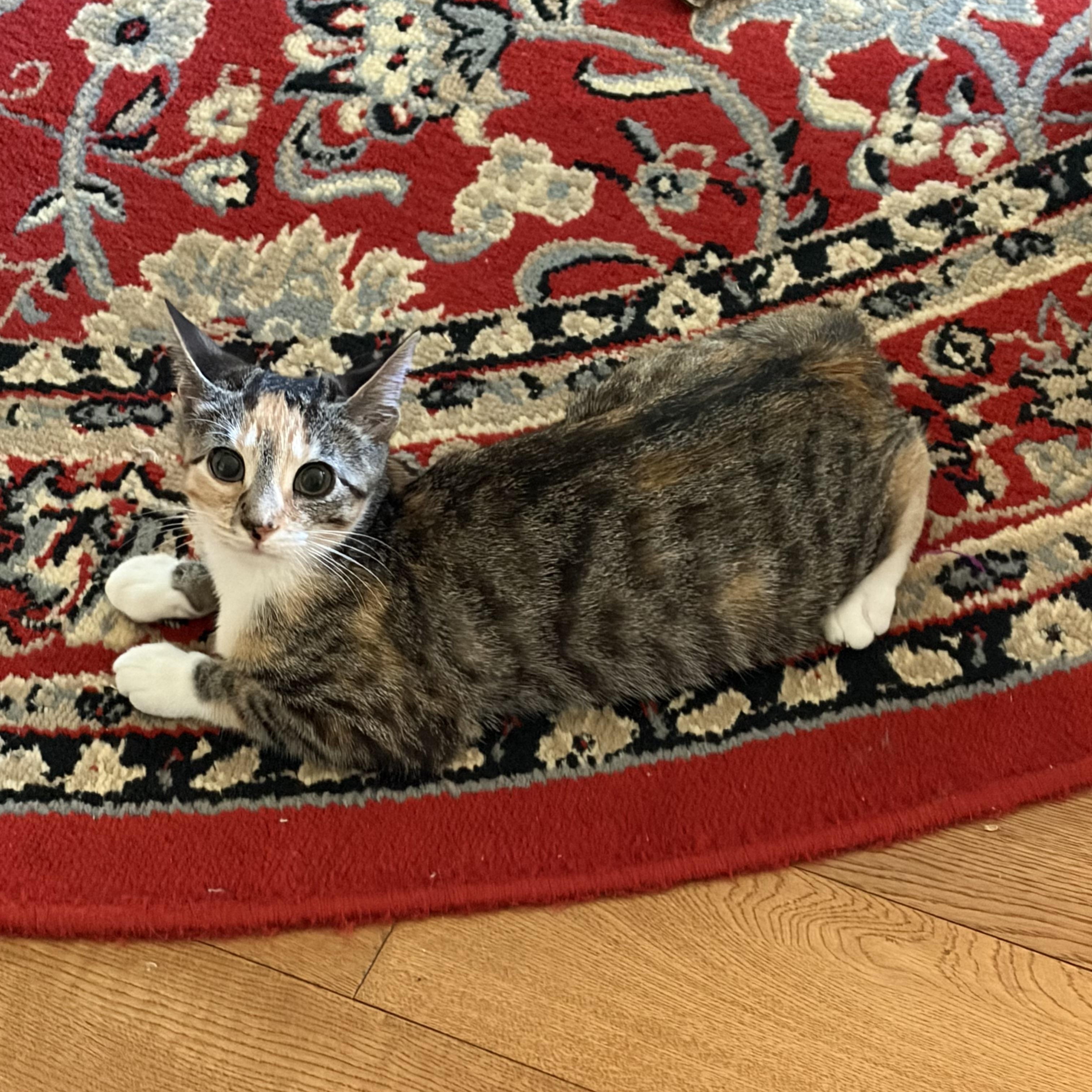 Sasha, Adopted, Kitten Female Domestic Short Hair.
