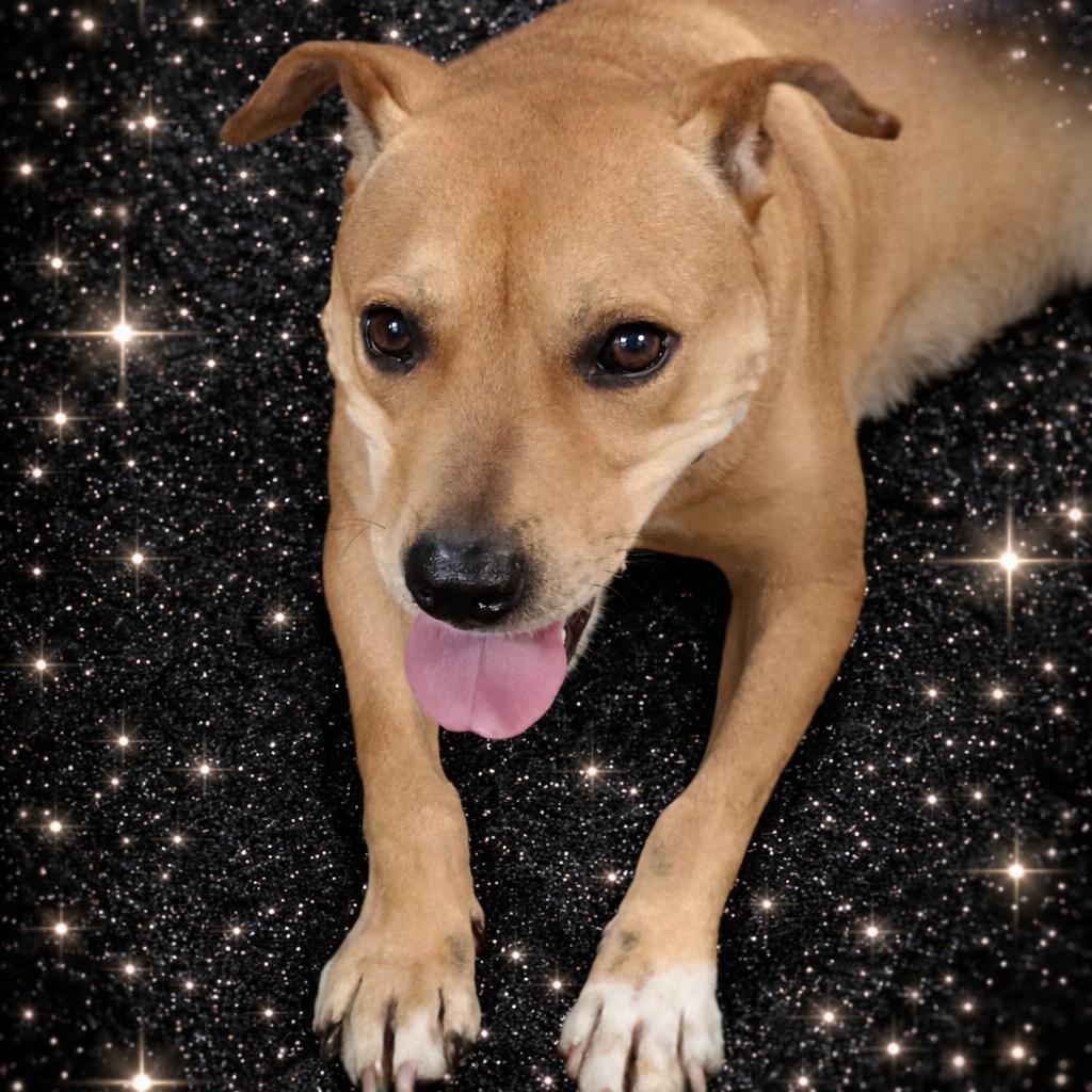 Enlarge Clara @ Foster, a Adoptable Mixed Breed in Summerville, SC image 1/6