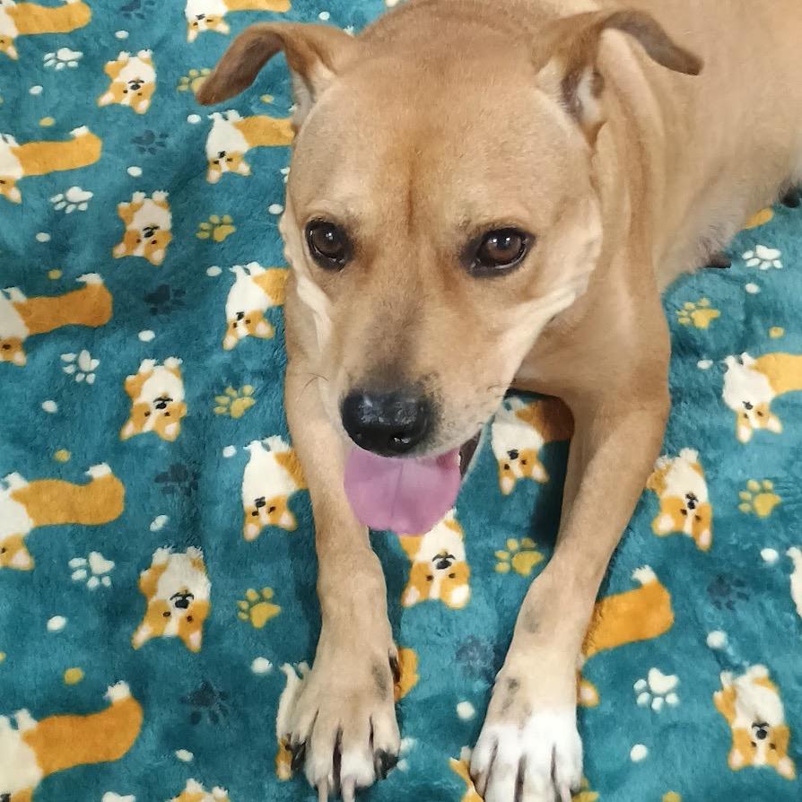 Enlarge Clara @ Foster, a Adoptable Mixed Breed in Summerville, SC image 4/6