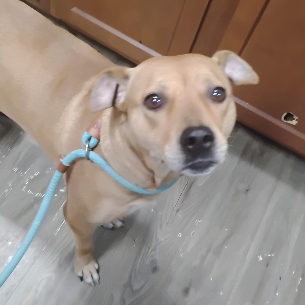 Enlarge Clara @ Foster, a Adoptable Mixed Breed in Summerville, SC image 5/6