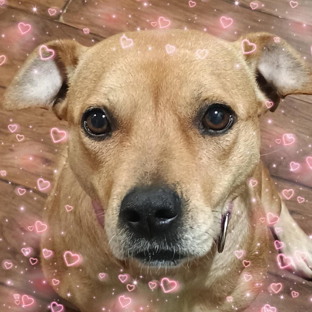 Enlarge Clara @ Foster, a Adoptable Mixed Breed in Summerville, SC image 6/6