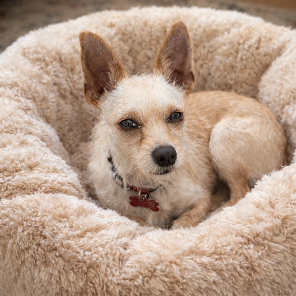 Tiny - Cuddle Bug, Loves Kisses, Affectionate and Great with Dogs