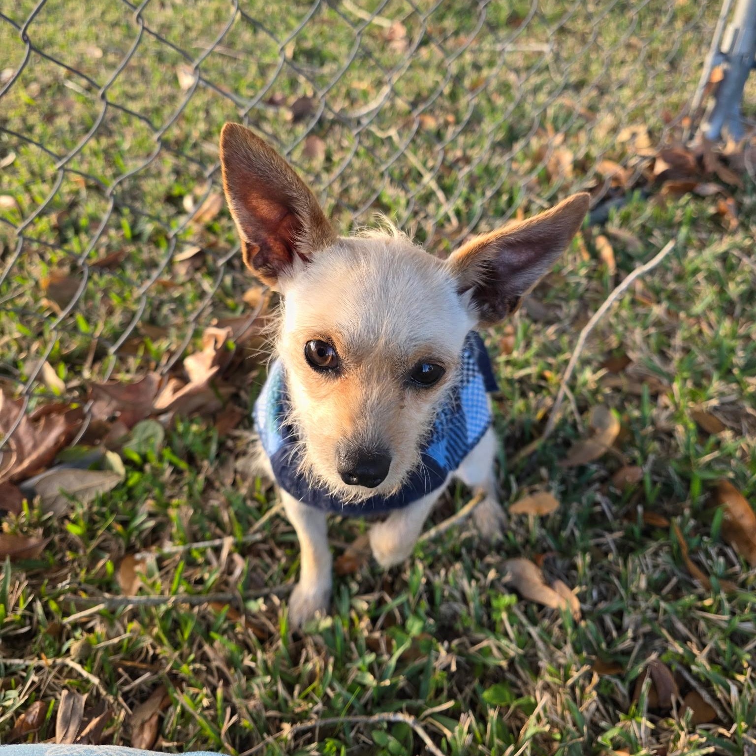 Tiny - Cuddle Bug, Loves Kisses, Affectionate and Great with Dogs — thumbnail 4