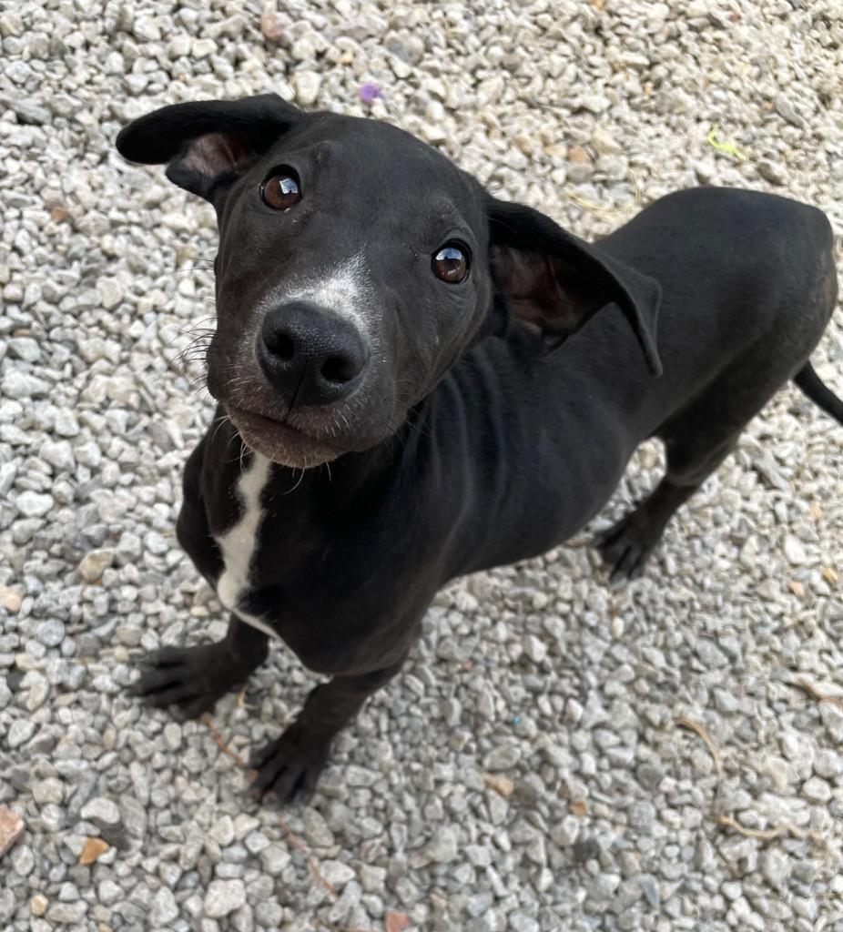 Clyde, Adoptable, Young Male Mixed Breed.