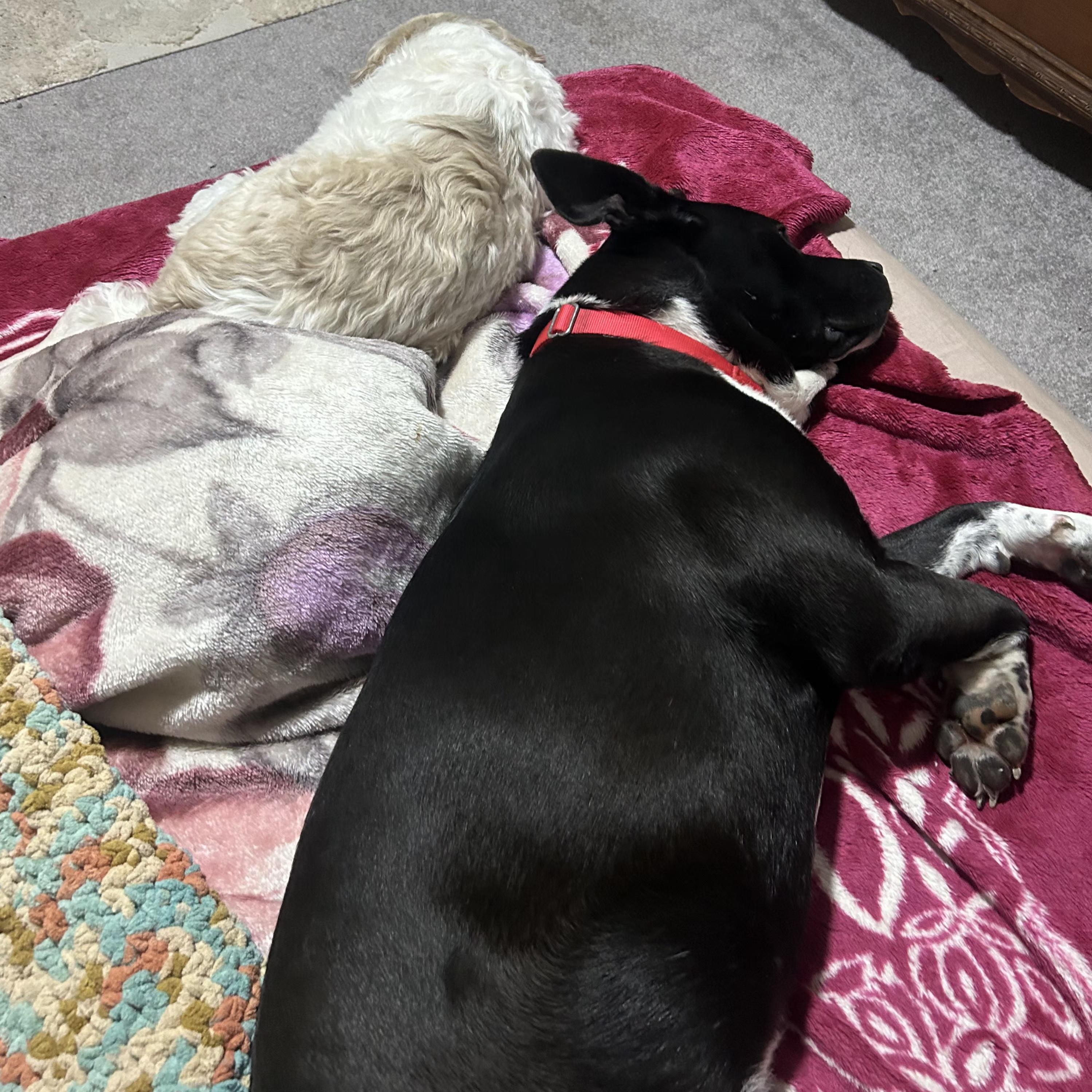 Enlarge Chelsi, a Adoptable mixed breed in Lincoln, NE image 4/6