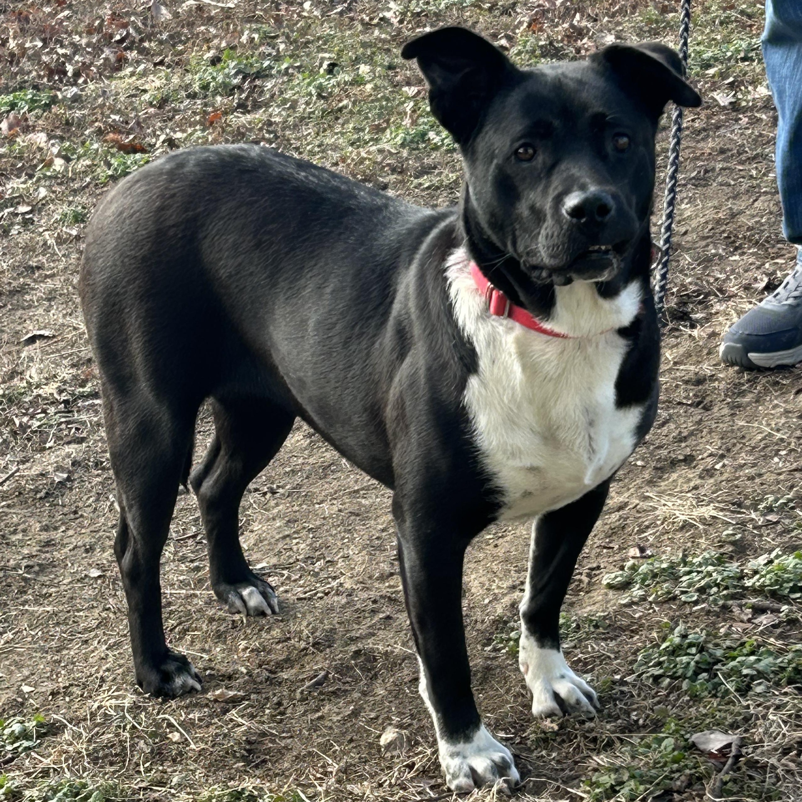 Enlarge Chelsi, a Adoptable mixed breed in Lincoln, NE image 3/6