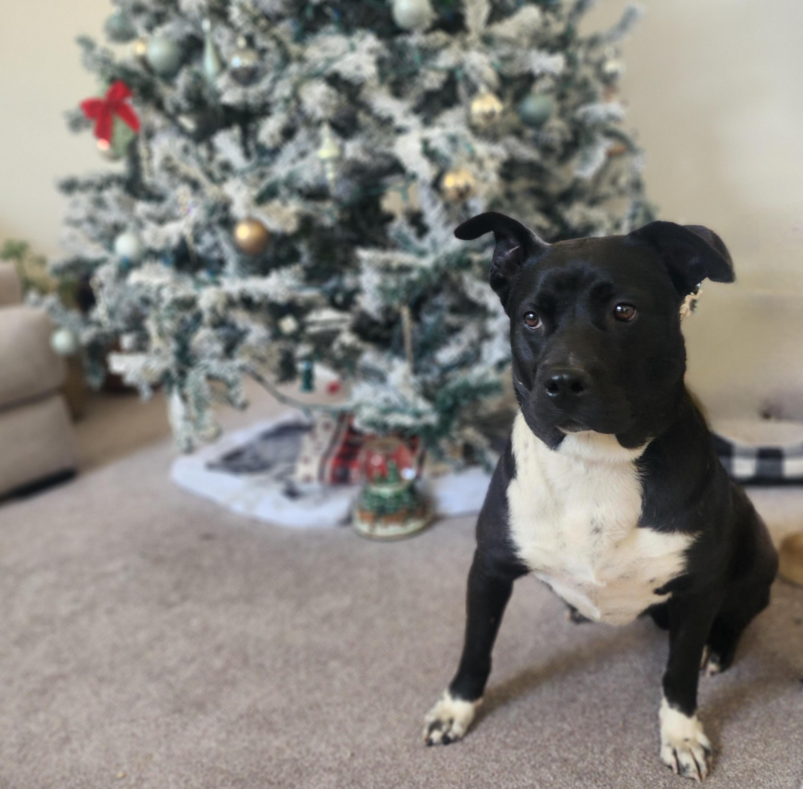 Enlarge Chelsi, a Adoptable mixed breed in Lincoln, NE image 6/6