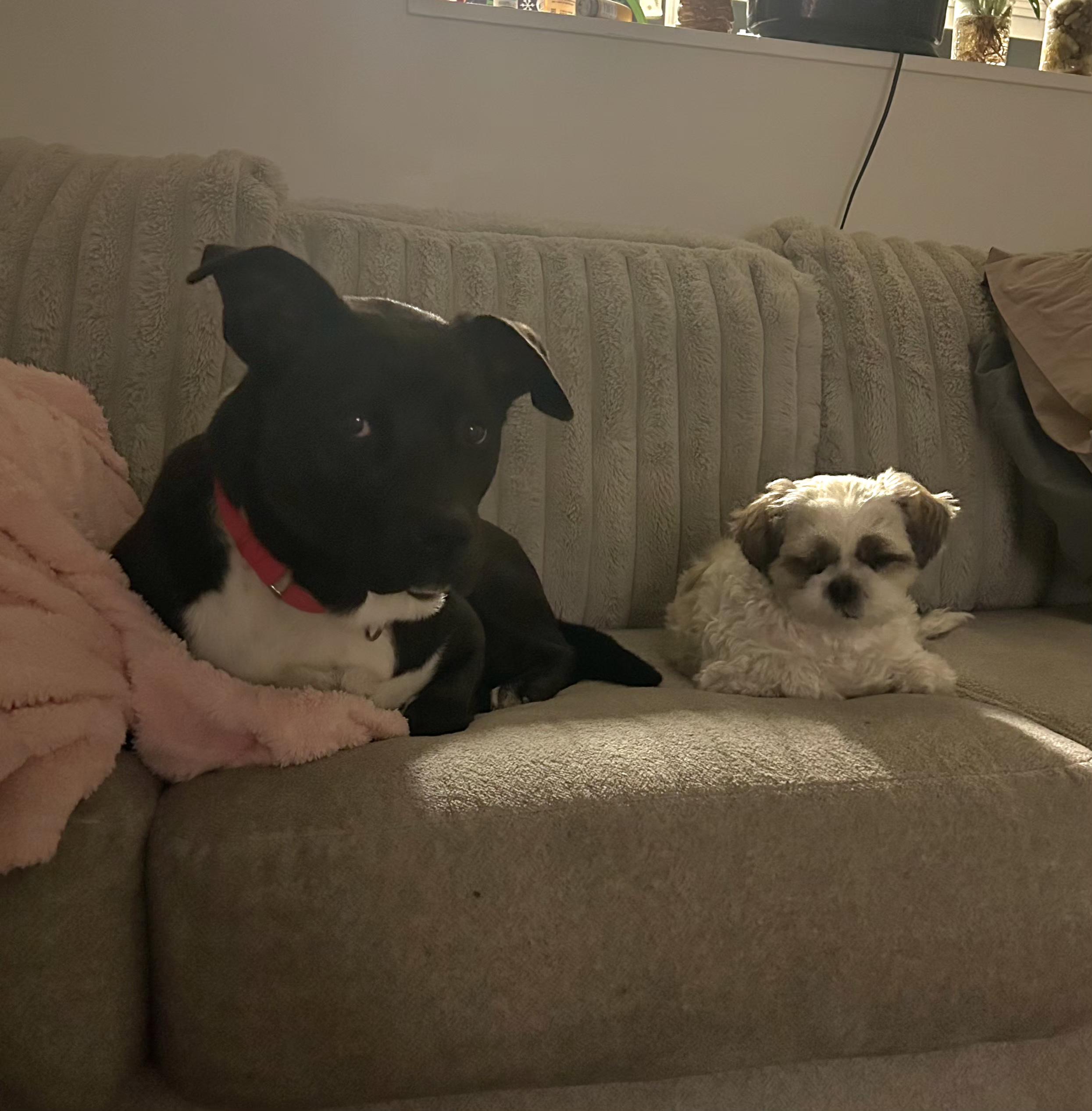 Enlarge Chelsi, a Adoptable mixed breed in Lincoln, NE image 2/6