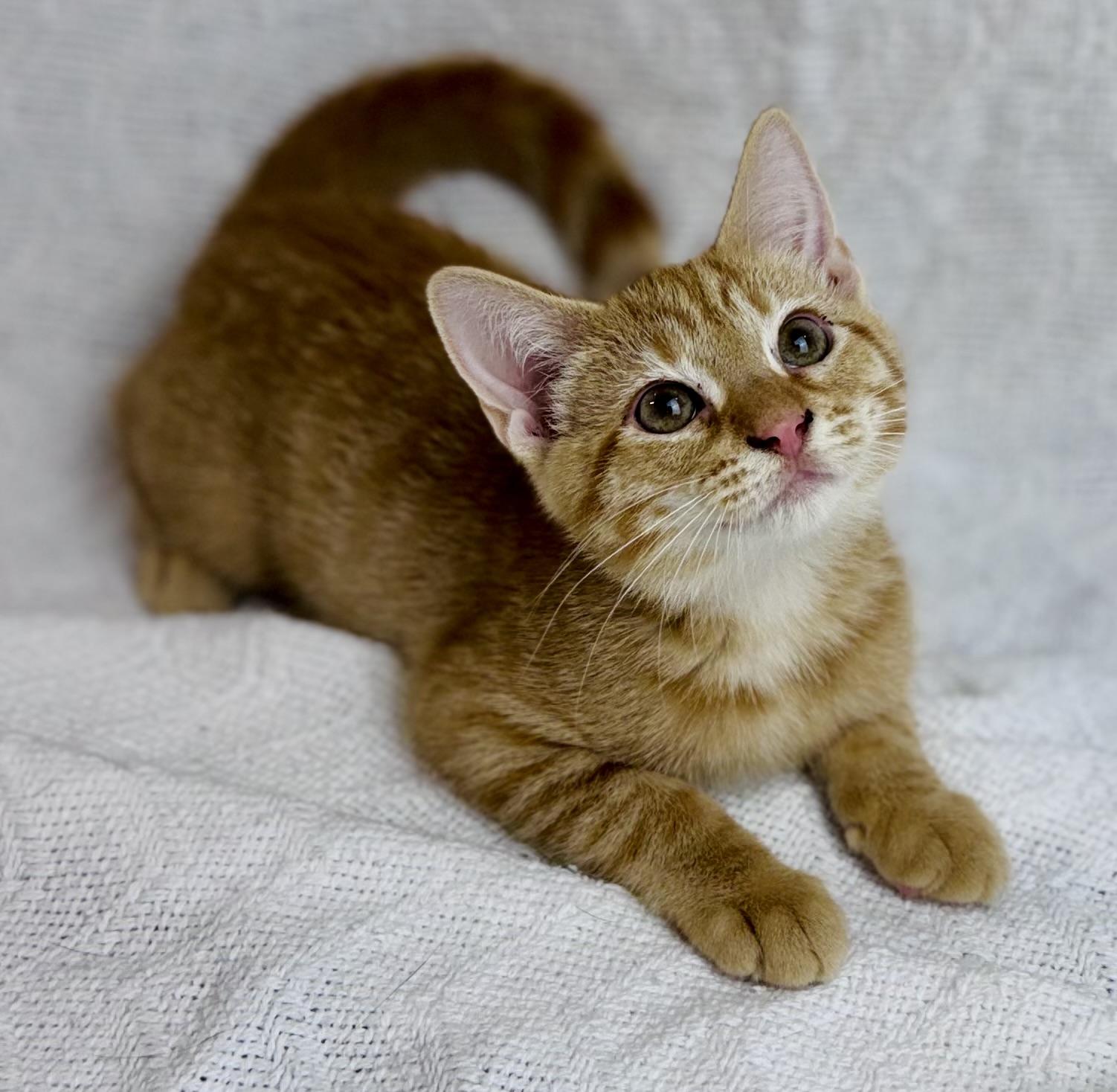 Cheddar, Baby Male American Shorthair