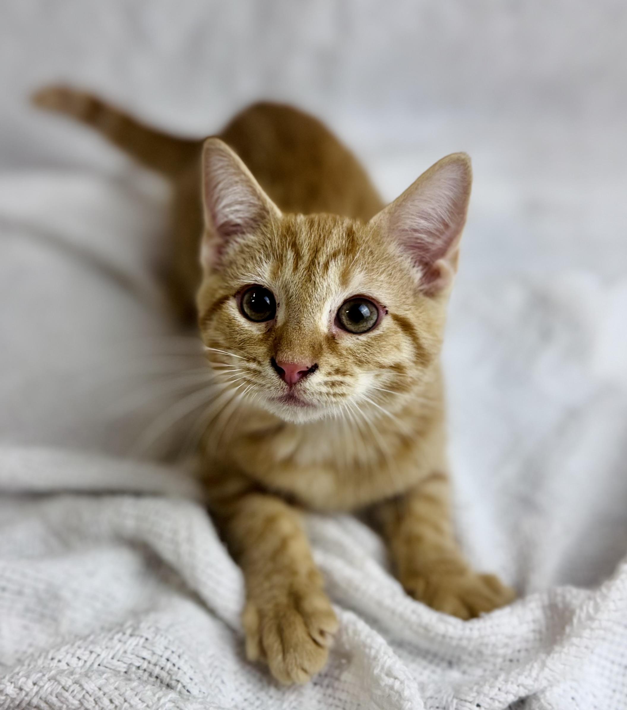 Cheddar 2