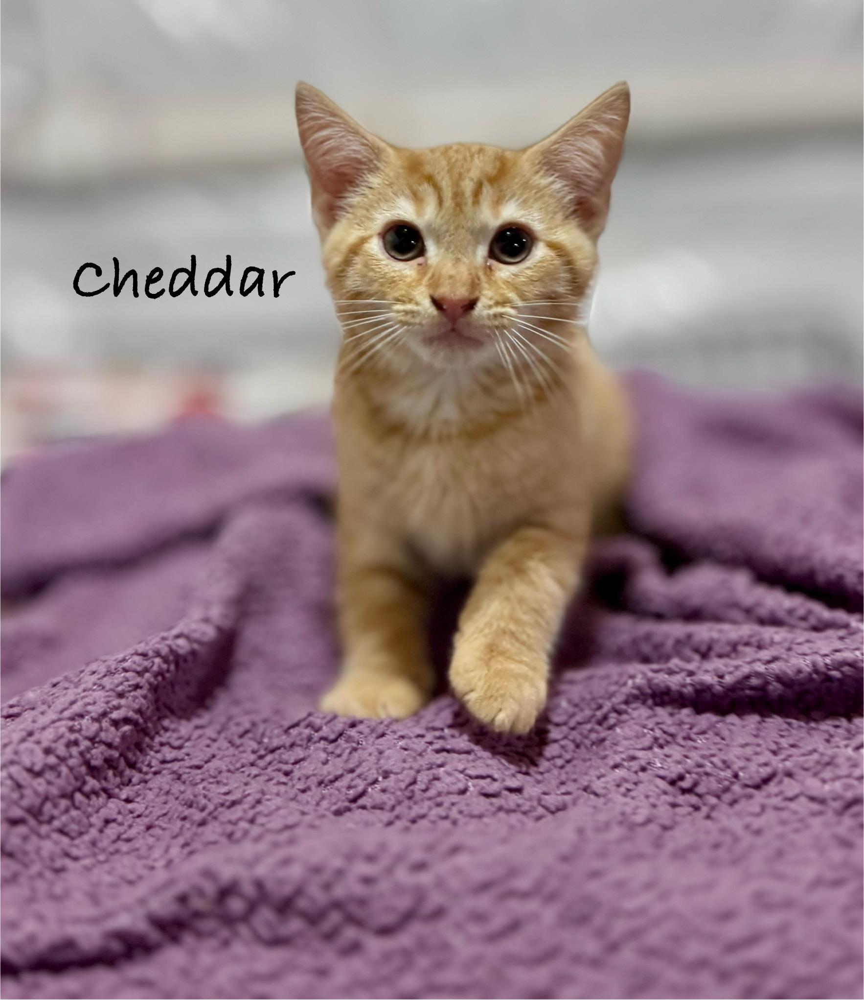 Cheddar photo 3