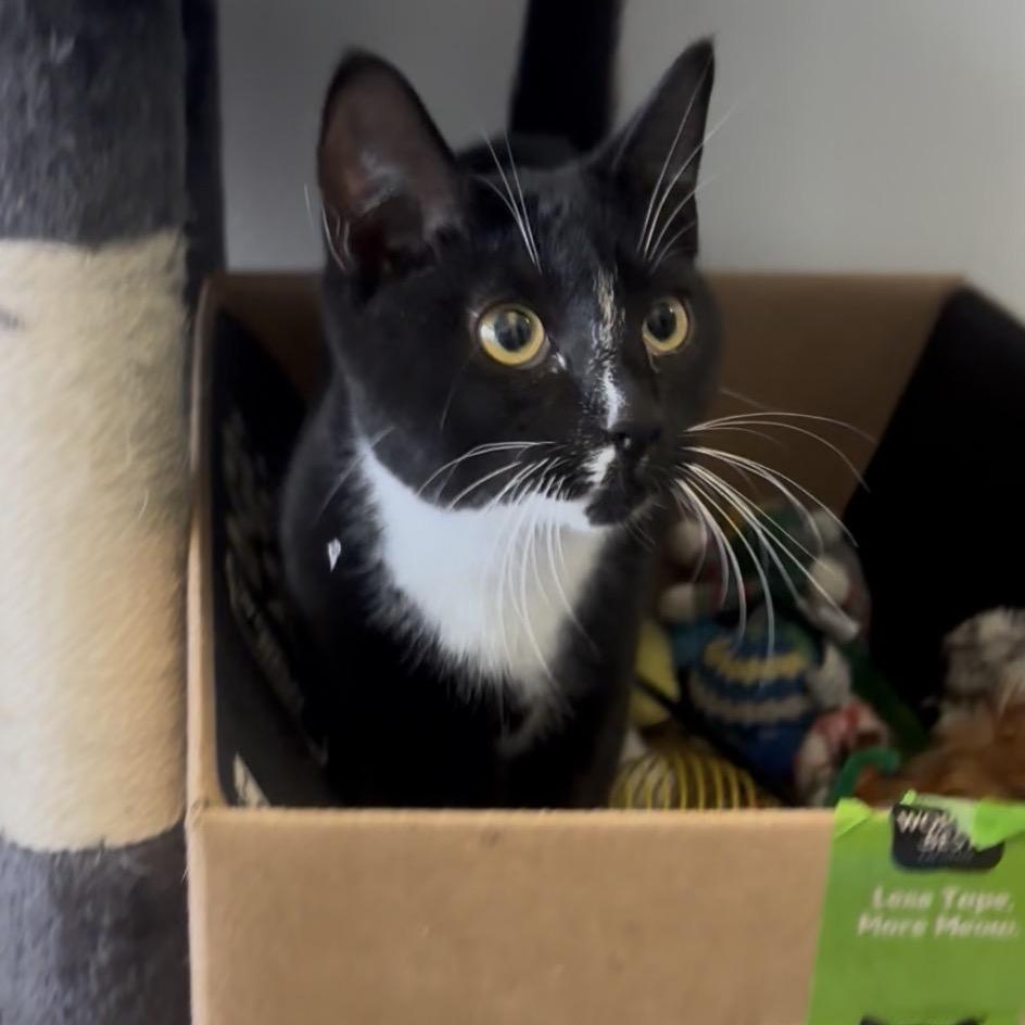 Paisley (bonded with Piper), a Adoptable Domestic Short Hair in Wilmington, DE image 1/6