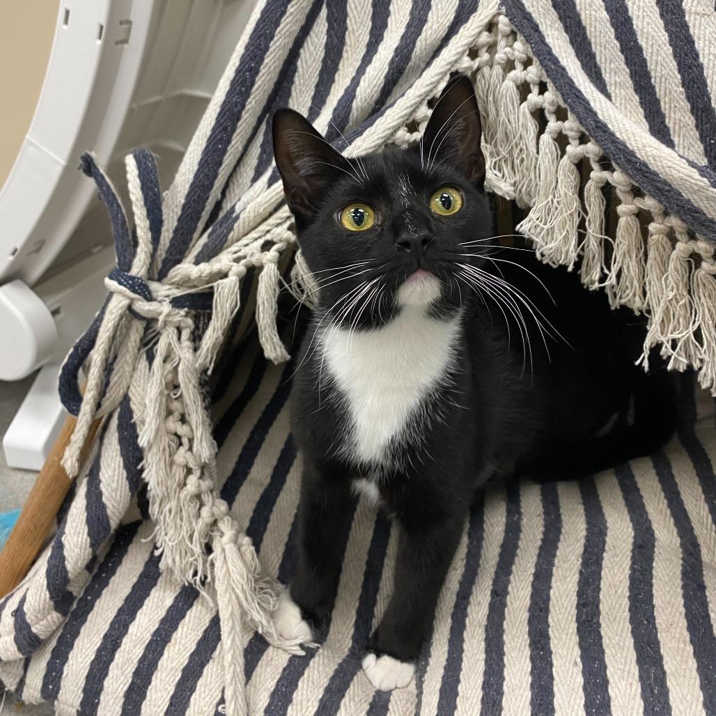 Paisley (bonded with Piper), a Adoptable Domestic Short Hair in Wilmington, DE image 2/6