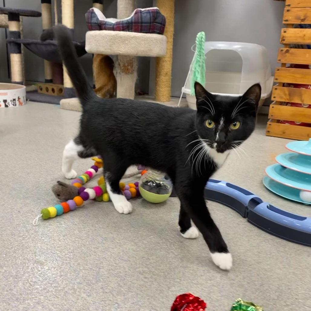 Paisley (bonded with Piper), a Adoptable Domestic Short Hair in Wilmington, DE image 3/6