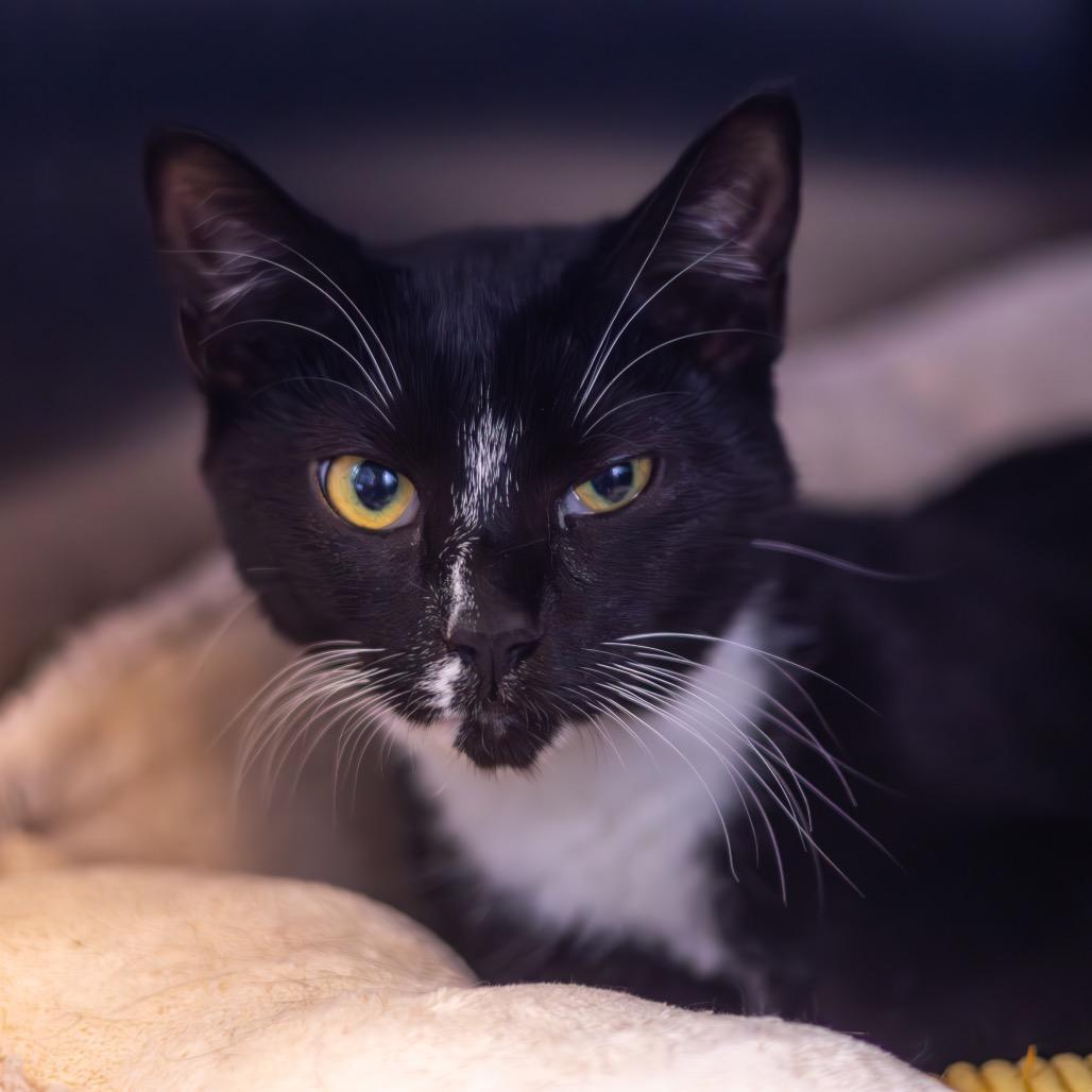 Paisley (bonded with Piper), a Adoptable Domestic Short Hair in Wilmington, DE image 4/6