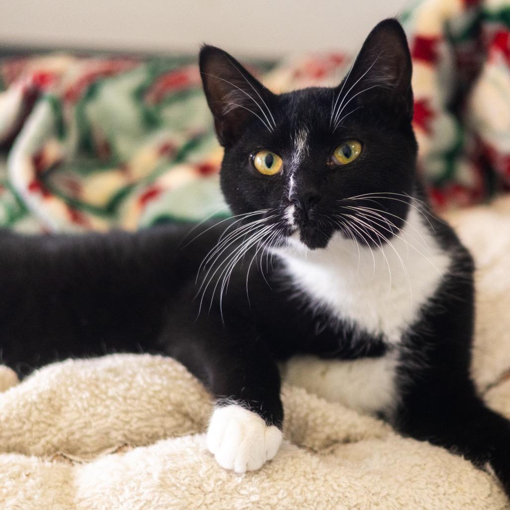 Paisley (bonded with Piper), a Adoptable Domestic Short Hair in Wilmington, DE image 5/6