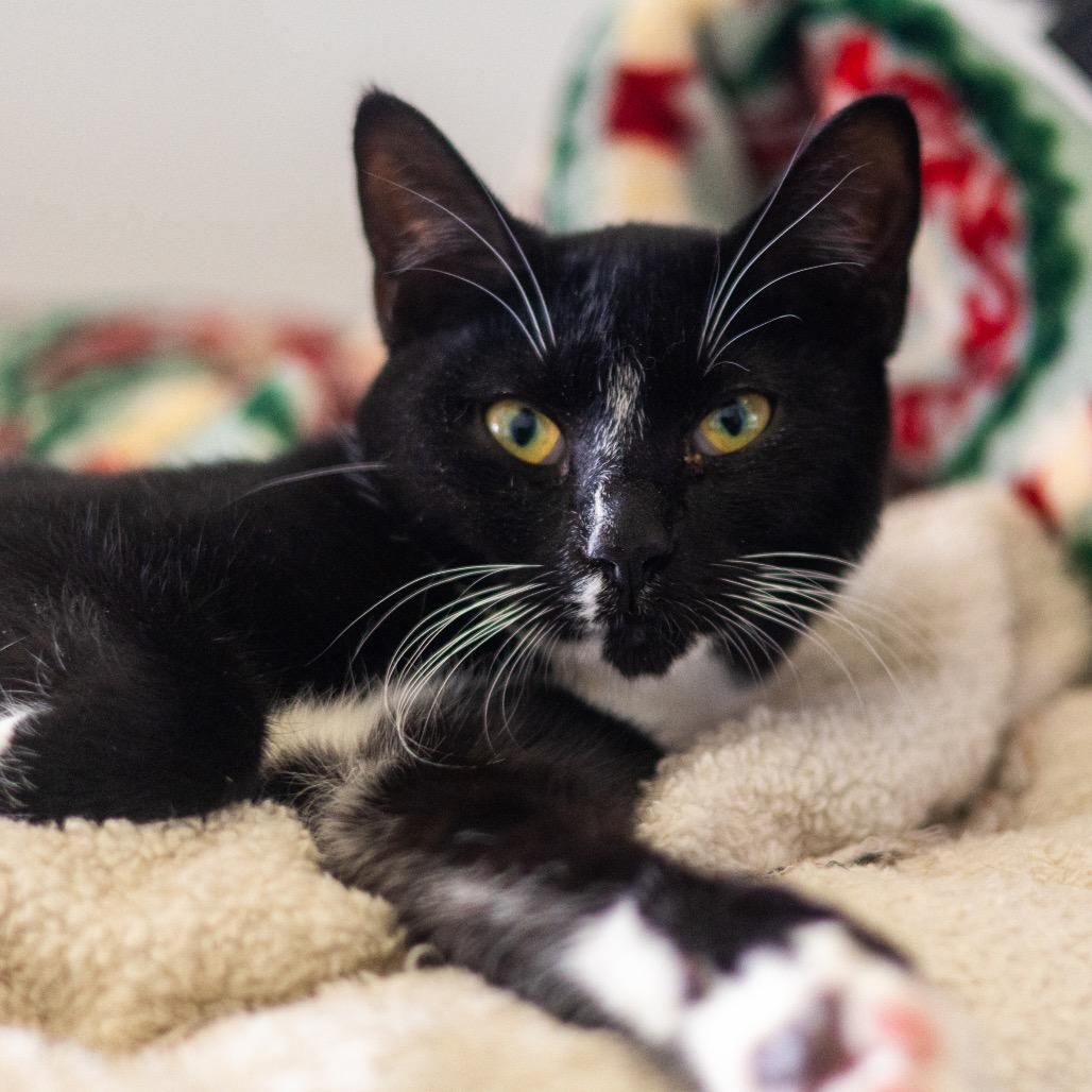 Paisley (bonded with Piper), a Adoptable Domestic Short Hair in Wilmington, DE image 6/6