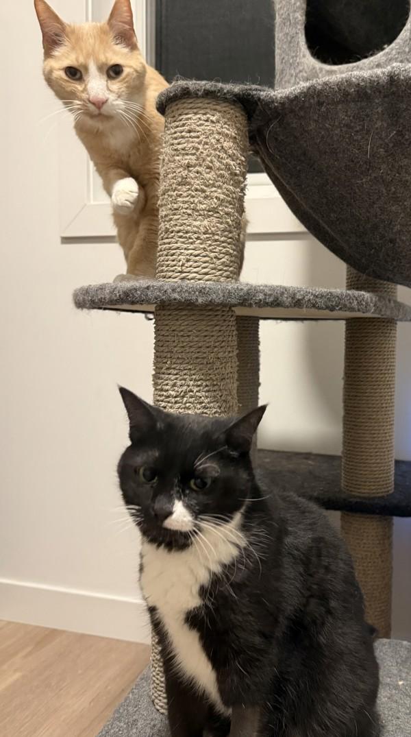 Kaos, Adoptable, Senior Male Domestic Short Hair.