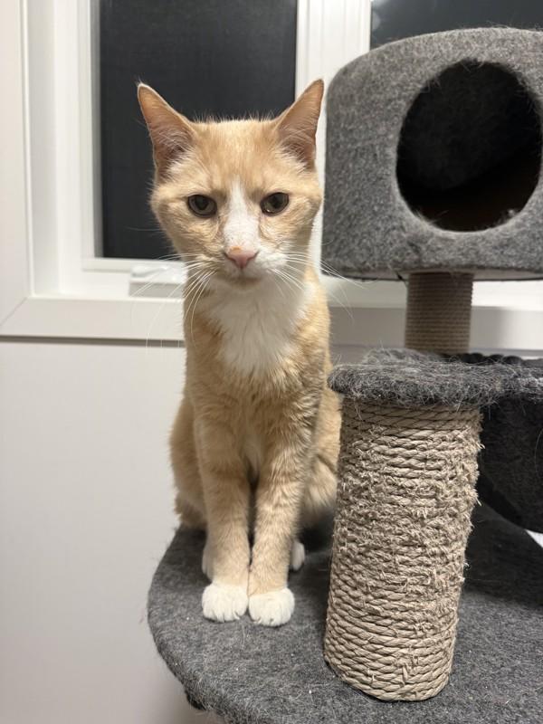 Enlarge Kaos, a Adoptable mixed breed in Winnipeg, MB image 3/6