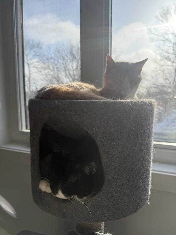 Enlarge Kaos, a Adoptable mixed breed in Winnipeg, MB image 4/6