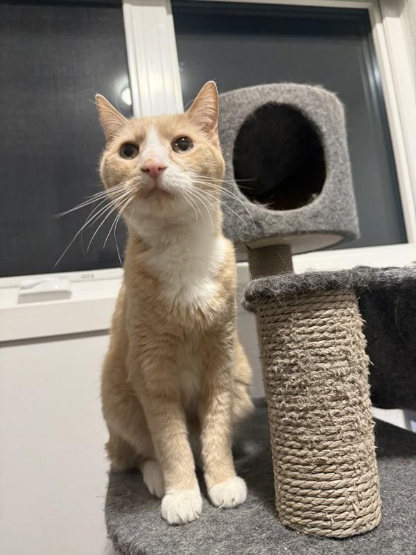 Enlarge Kaos, a Adoptable mixed breed in Winnipeg, MB image 6/6