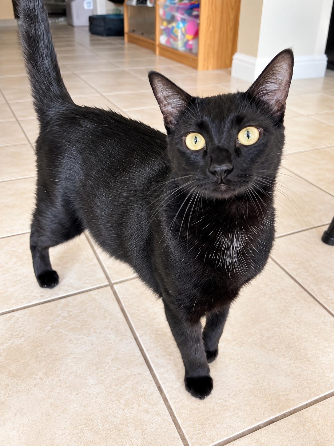 Enlarge Piglet ( CS), a Adoptable Domestic Short Hair in Napa, CA image 2/3