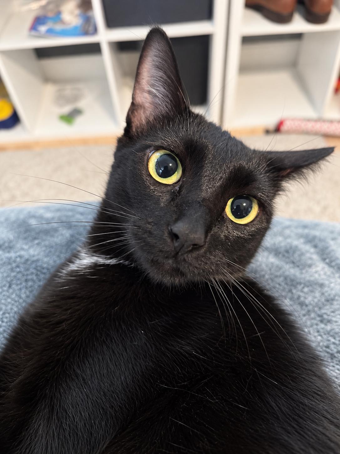 Enlarge Piglet ( CS), a Adoptable Domestic Short Hair in Napa, CA image 3/3